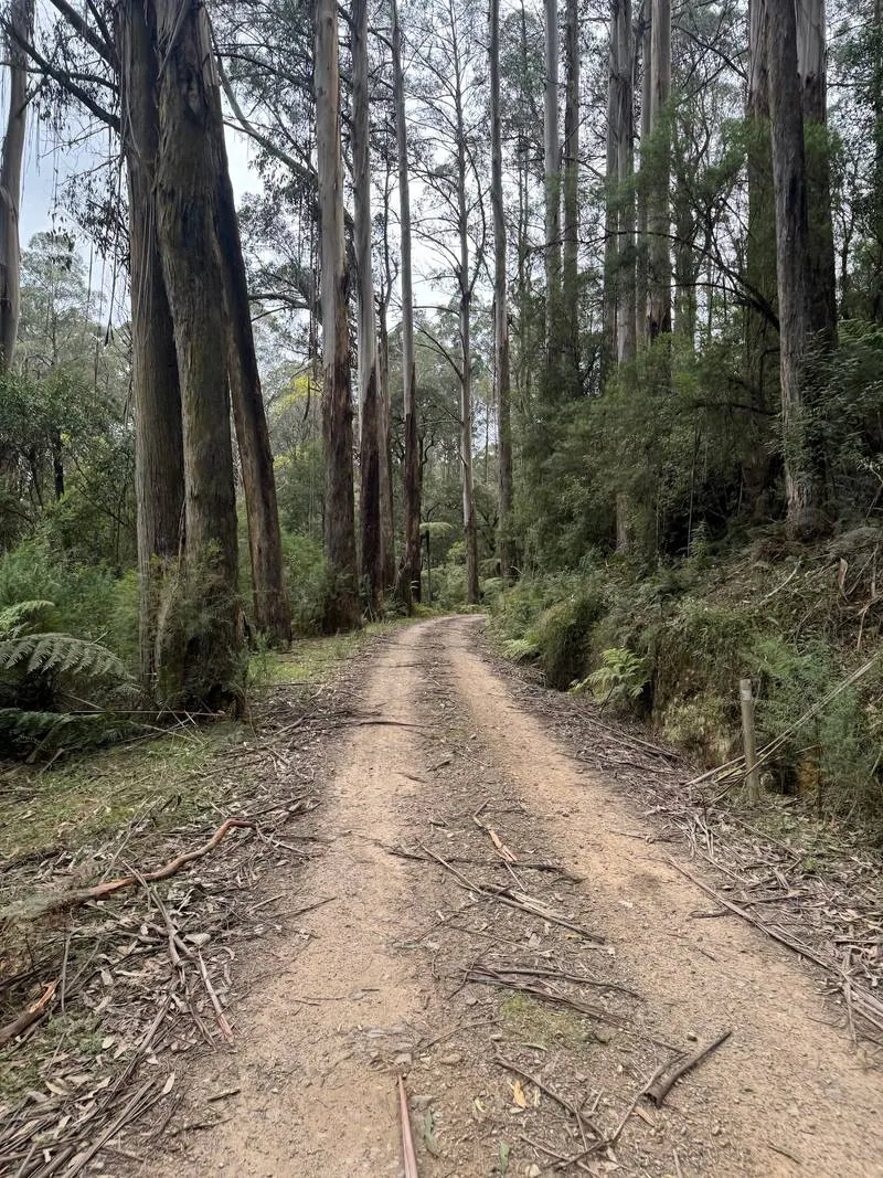 Warburton South Gravel Loop ride photo