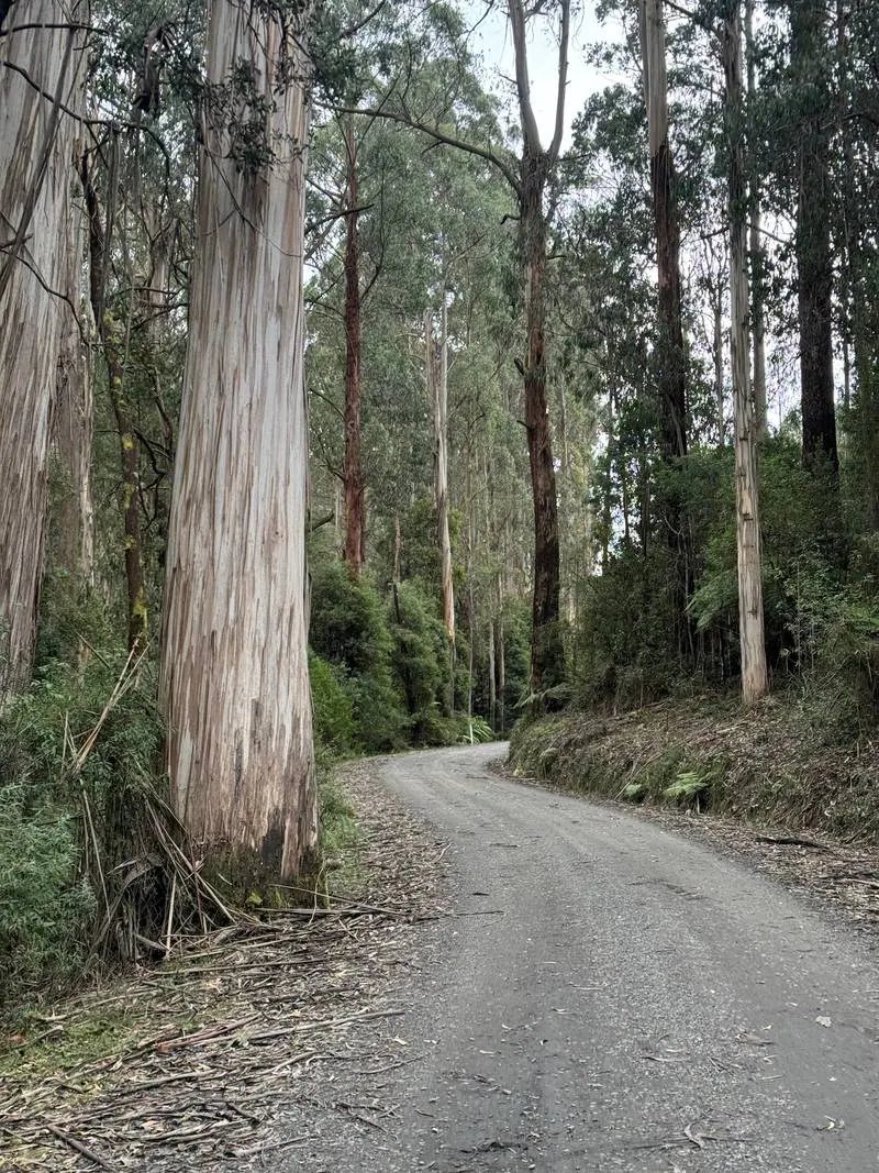 Warburton South Gravel Loop ride photo